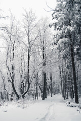 Winter in the mountains