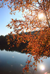 Autumn landscape. Rays of sun break through yellow birch leaves