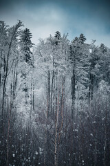 Winter in the mountains