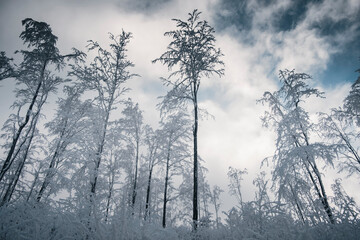 Winter in the mountains