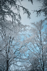 Winter in the mountains