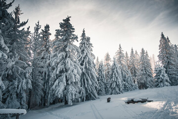 Winter in the mountains