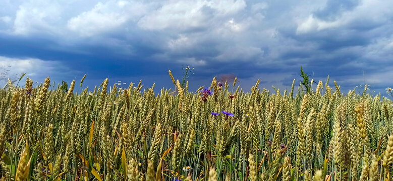 Summer landscape with rural field and stormy clouds.Field with growing spikelets