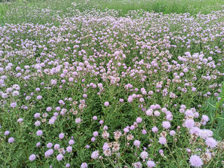 Knautia arvensis, commonly known as field scabious. Meadow flowers