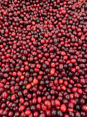 Beautiful ripe red cranberries for the holiday meals and decoration