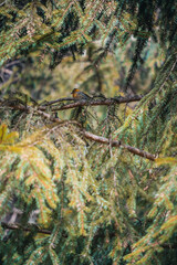 Spring in the mountains