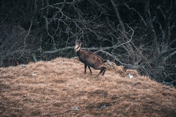 Spring in the mountains