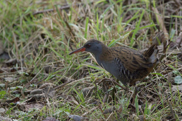 A water rail