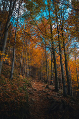 Autumn in the mountains