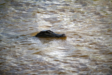 Alligator Wwimming in the Bayou South Texas Wildlife, nature, an