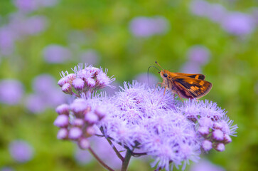 butterfly on flower