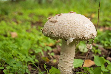 Close-Up of Forest Mushroom
