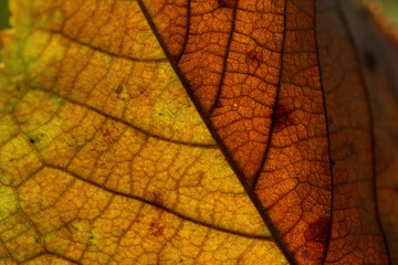 Macro of Autumn Leaf Veins in Sunlight
