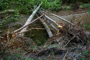 Fallen trees across the river after the flood. Juhyne. Czechia.