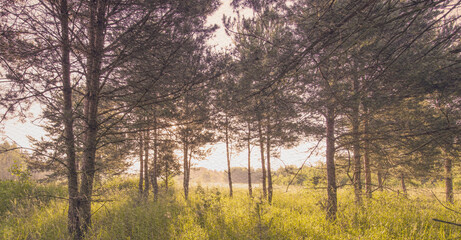 Forest with trees and a field of grass
