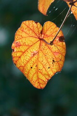 Obraz premium Blatt im Herbst