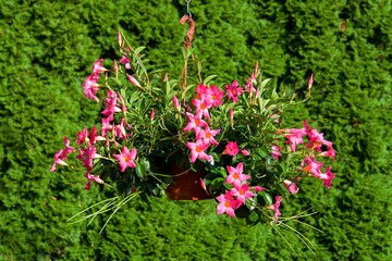 Pink sundaville in hanging vase. Czechia.