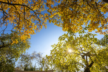 A tree with leaves in different colors is in the middle of a forest