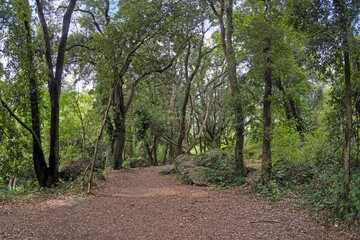 Forest trail with lush greenery, flowing stream, and sunlight filtering through the dense tree canopy
