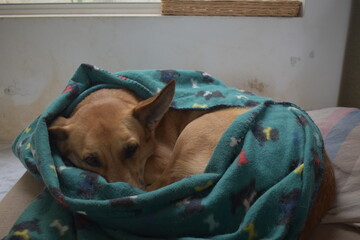 dog sleeping on the couch