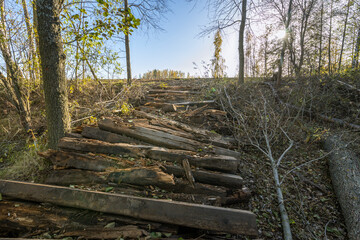 A wooded area with a path made of logs