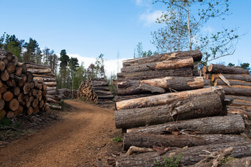 Massive Stack of Timber Logs in a Forest Clearing