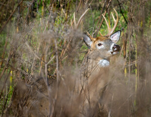 White-tailed Deer buck standing in thick brush