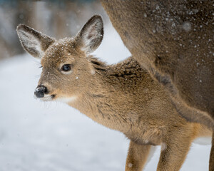 White-tailed Deer fawn standing behind parent