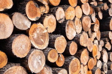 Stacked Timber Logs - Natural Wood Texture Background