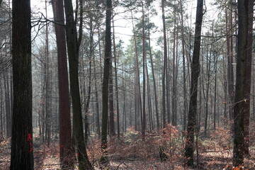 Fototapeta premium Kiefernwald