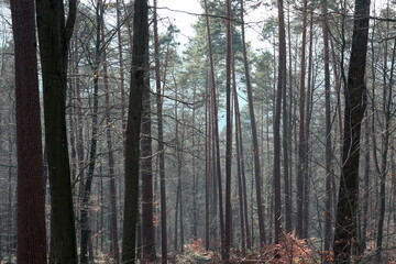 Fototapeta premium Kiefernwald