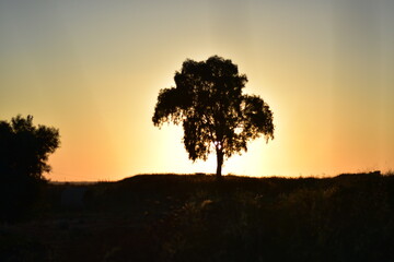 tree in sunset