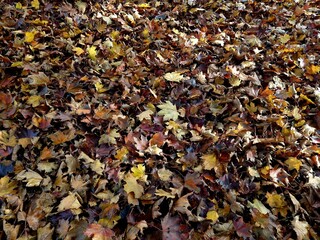 expanse of yellow autumn fallen leaves