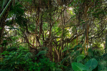 Inside Jungle, rainforest nature. Tropical forest landscape