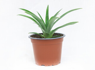 Potted plant of a Pineapple plant on a white background