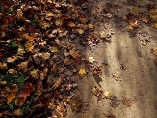 fallen leaves on dirt ground