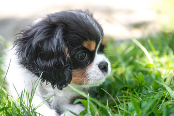 Tricolour cavalier king charles spaniel puppy. Portrait of puppy.
