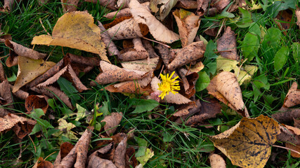 Naklejka premium autumn leaves and the last blooming flower on the grass