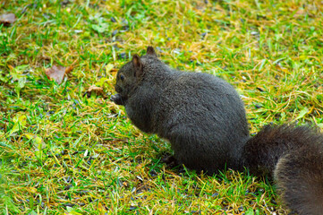 Squirrel eating 