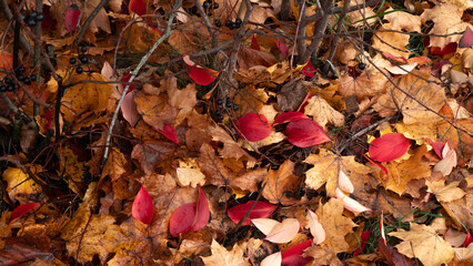 autumn leaves background