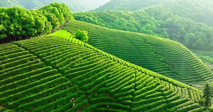 Green tea plantation mountains natural scenery at sunrise in Hangzhou, China