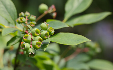 Fresh green blueberry berries growing in garden