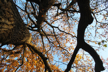 autumn trees of large oaks in the forest and blue sky