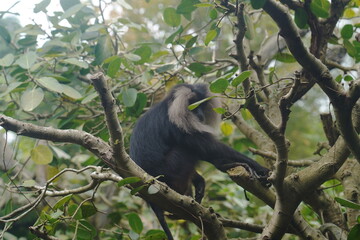The lion-tailed macaque (Macaca silenus) is a unique and endangered primate native to the Western Ghats in southern India. It is one of the smallest and most distinctive macaque species.|獅尾獼猴