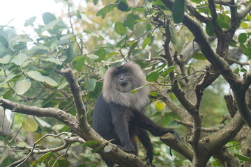 The lion-tailed macaque (Macaca silenus) is a unique and endangered primate native to the Western Ghats in southern India. It is one of the smallest and most distinctive macaque species.|獅尾獼猴