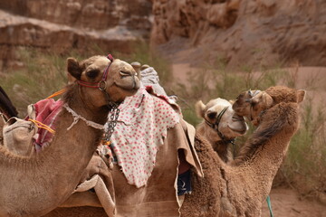 camels in the desert