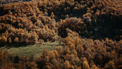 Autumn Forest Colors, Forest Texture