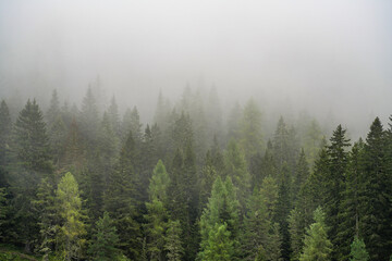 Foggy landscape of the coniferous forest in the Dolomites, Italy