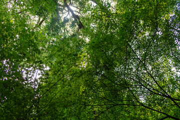 Fototapeta premium green leaves background