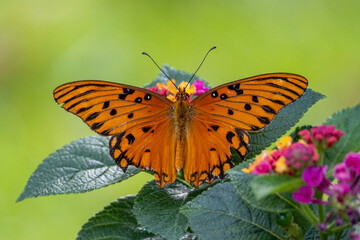 Gulf Fritillaruy butterfly